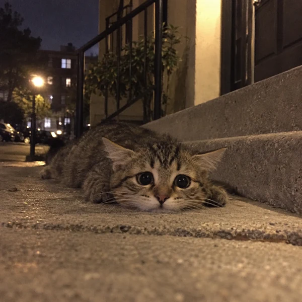 고양이 사진 648