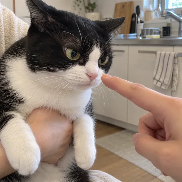 고양이 사진 101