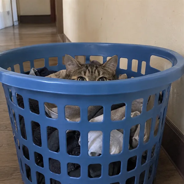 고양이 사진 037