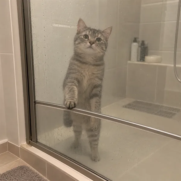 고양이 사진 128