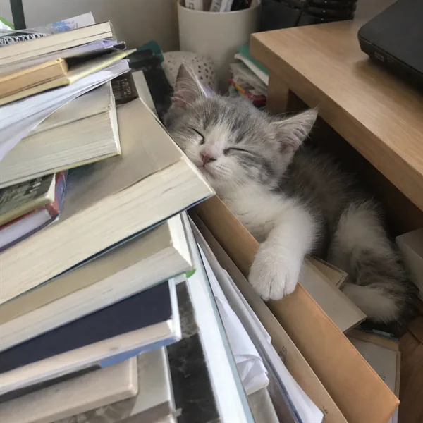 고양이 사진 031