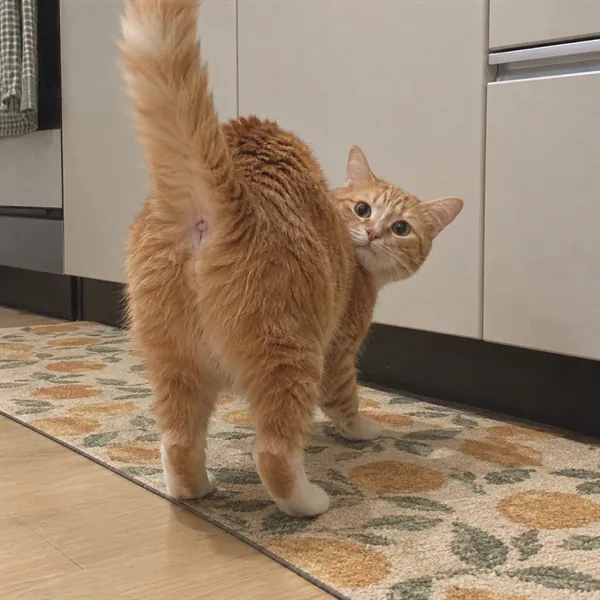 고양이 사진 392