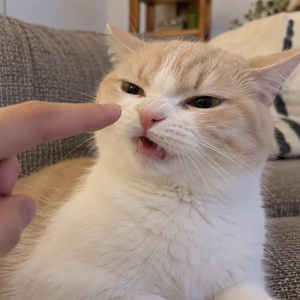 고양이 사진 190