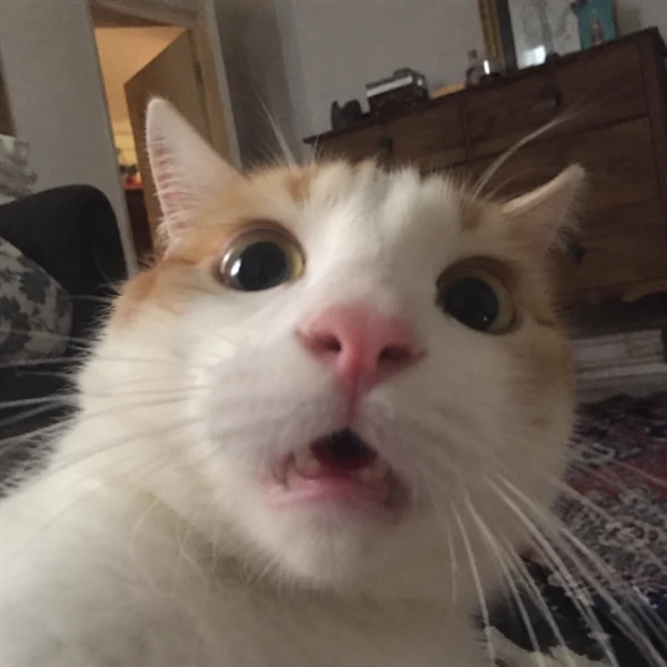 고양이 사진 707