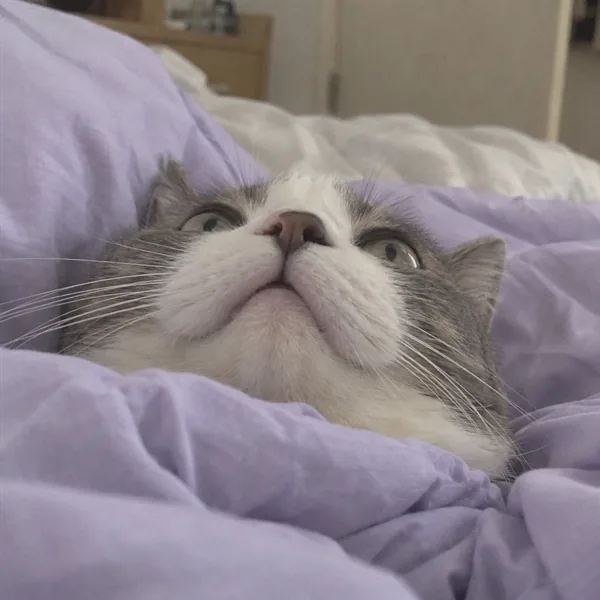 고양이 사진 038