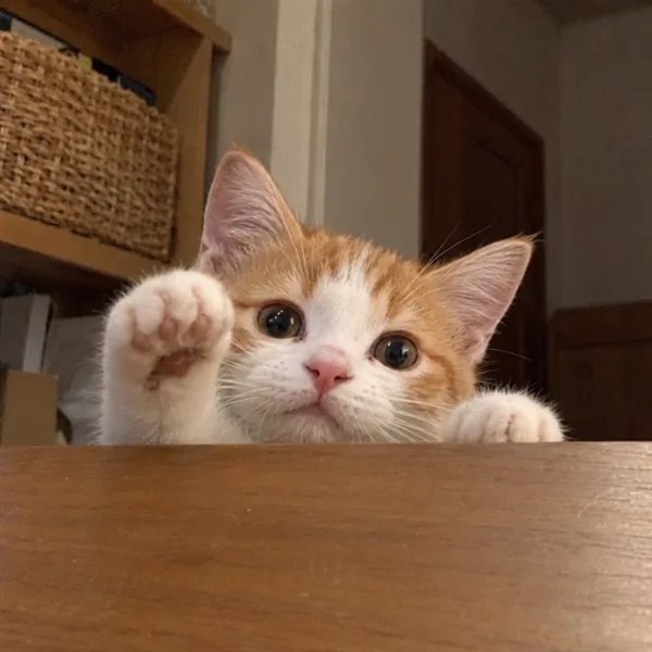 고양이 사진 364
