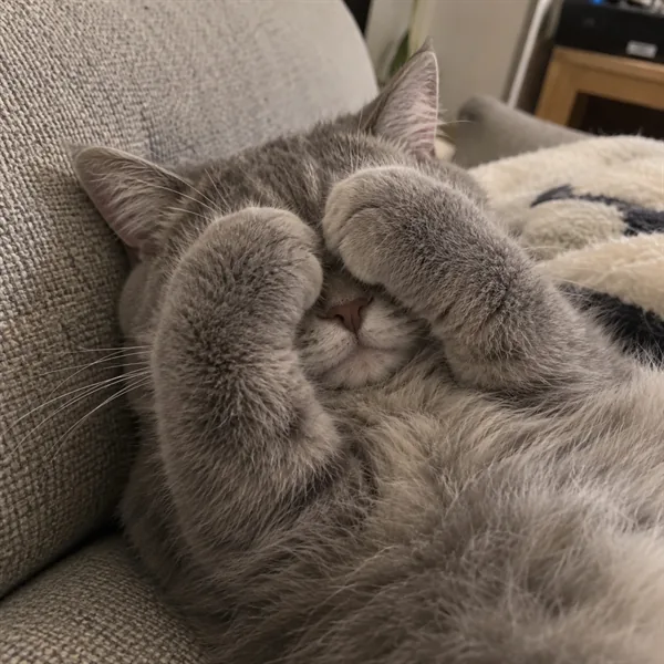 고양이 사진 145