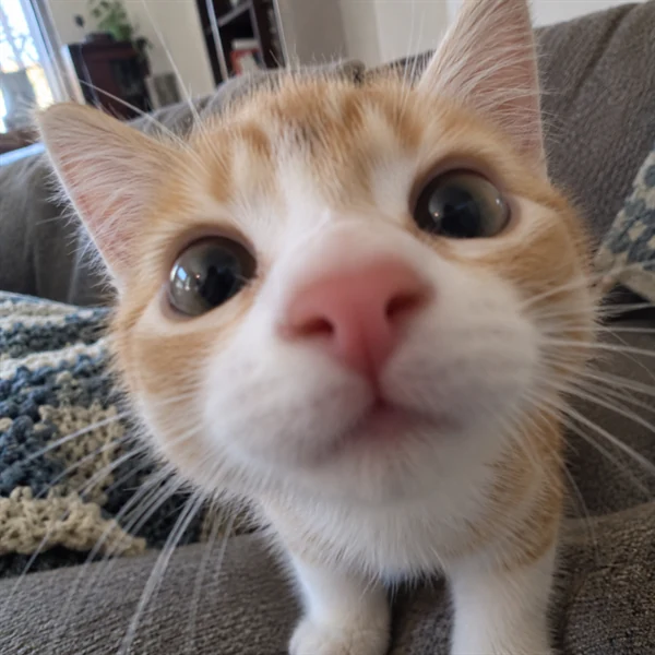 고양이 사진 604