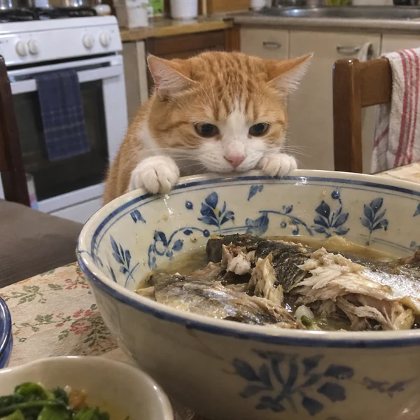 고양이 사진 582