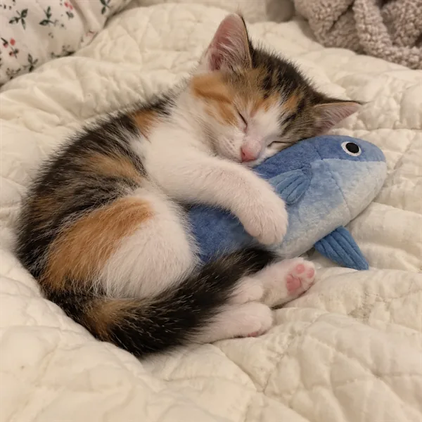 고양이 사진 272