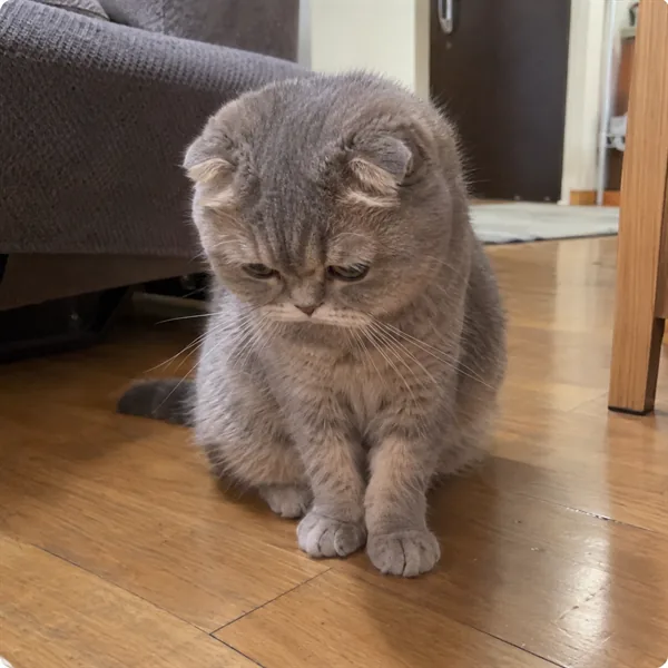 고양이 사진 339