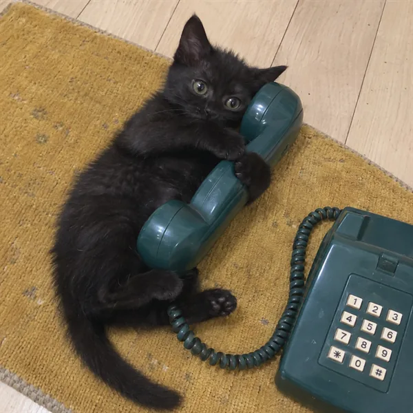 고양이 사진 005