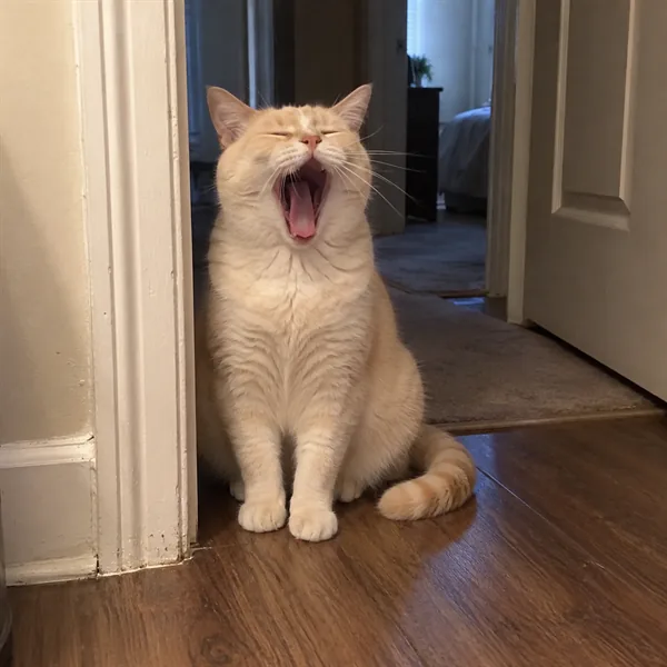 고양이 사진 300