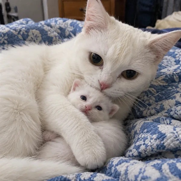 고양이 사진 422
