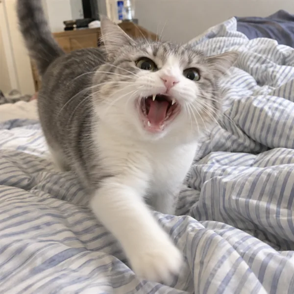 고양이 사진 204
