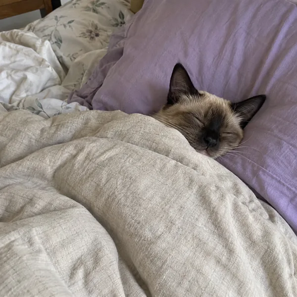 고양이 사진 004