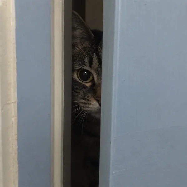 고양이 사진 178