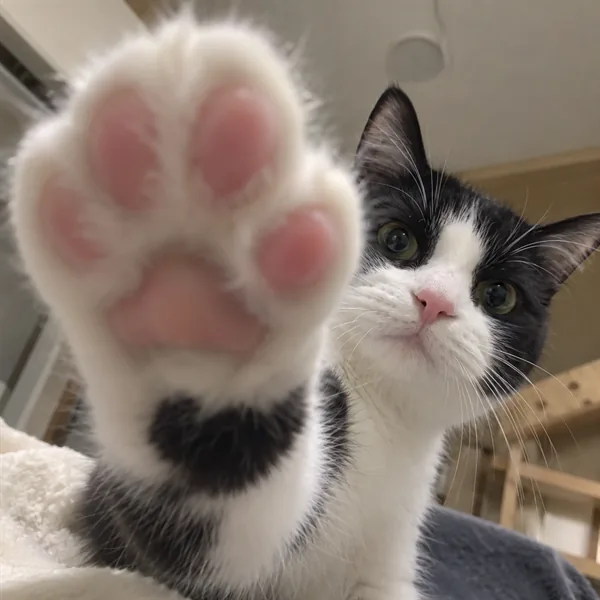고양이 사진 123