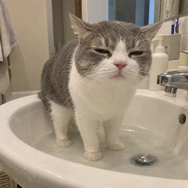 고양이 사진 175