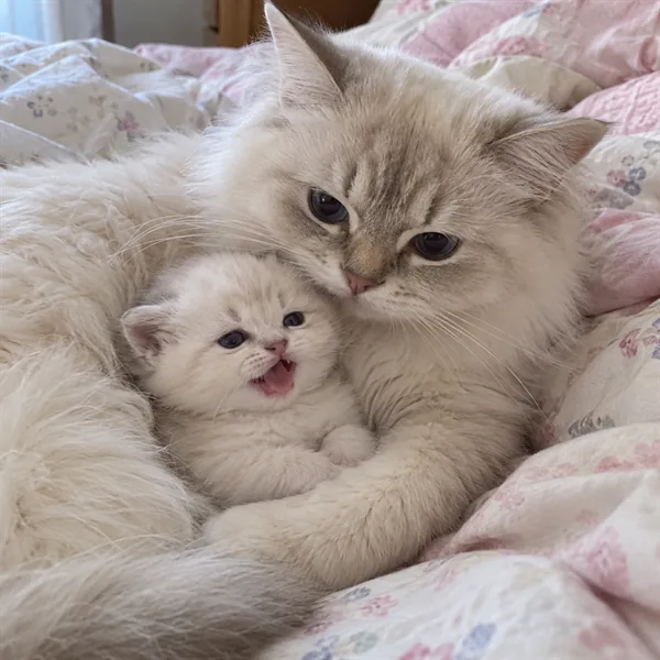 고양이 사진 520