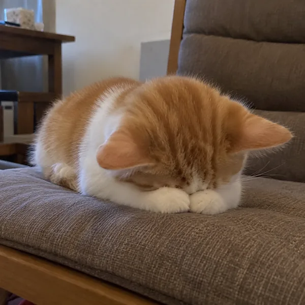 고양이 사진 285