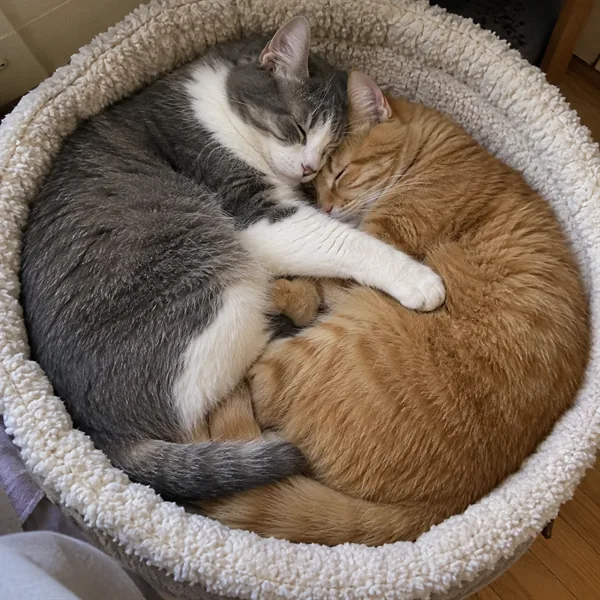 고양이 사진 457