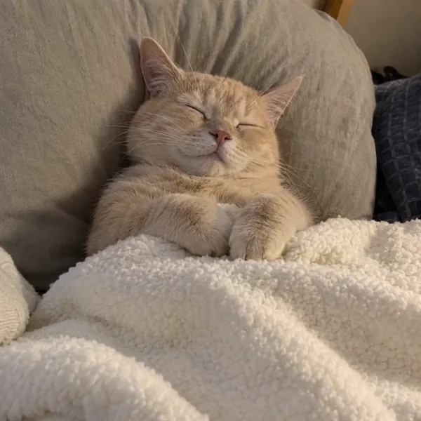 고양이 사진 291