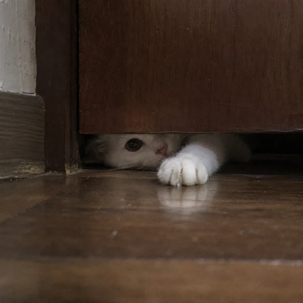 고양이 사진 657