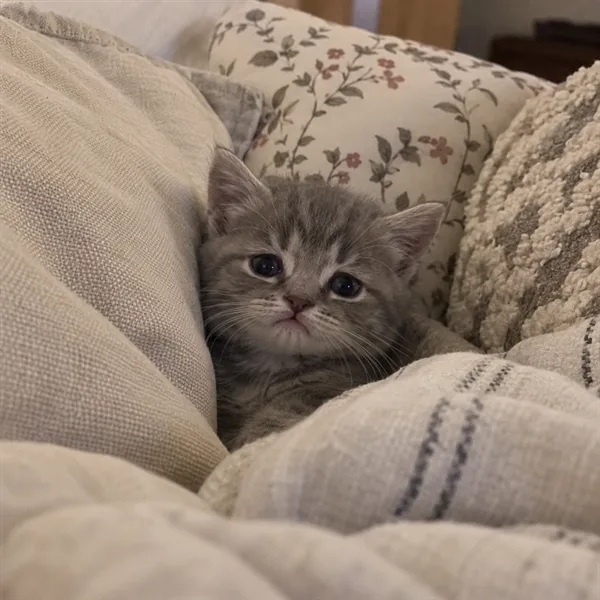 고양이 사진 430