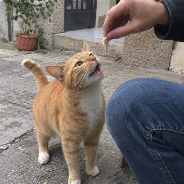 고양이 사진 578