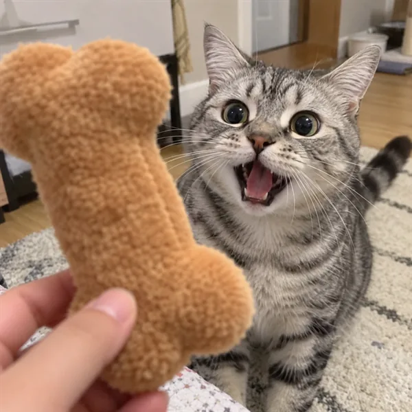 고양이 사진 303