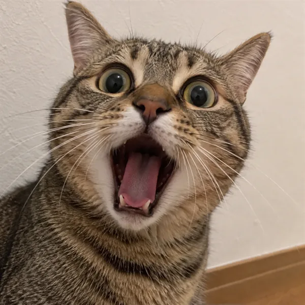 고양이 사진 514