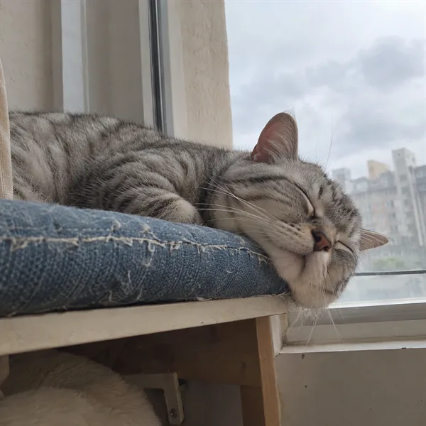 고양이 사진 043