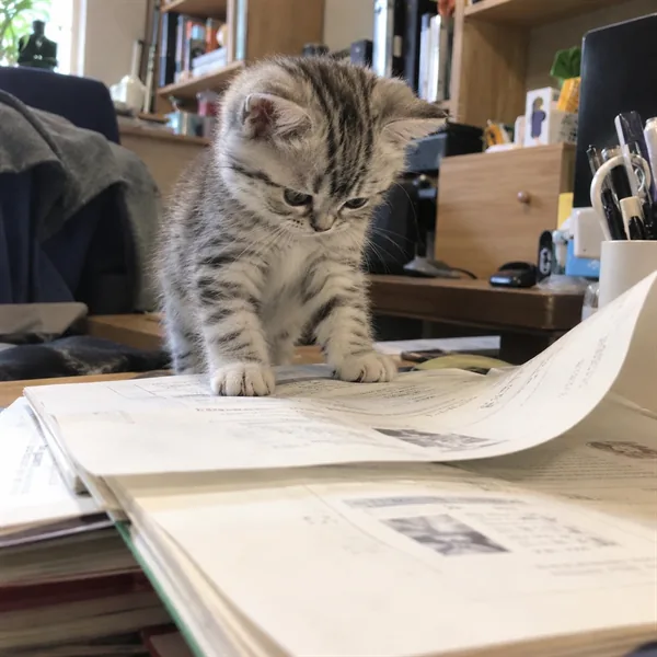 고양이 사진 220