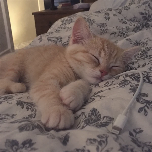 고양이 사진 588