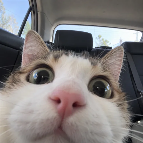 고양이 사진 053