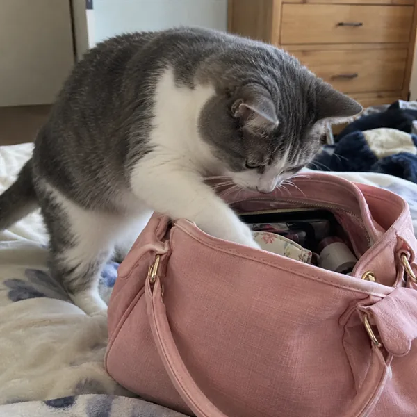 고양이 사진 354