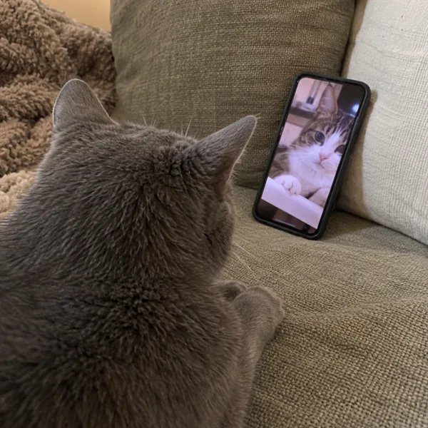 고양이 사진 505