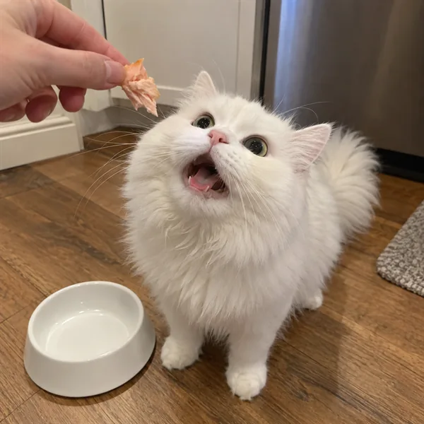고양이 사진 223