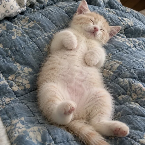고양이 사진 324