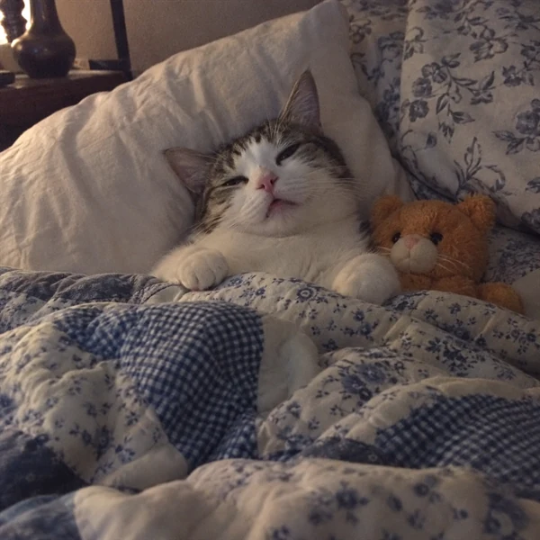 고양이 사진 566