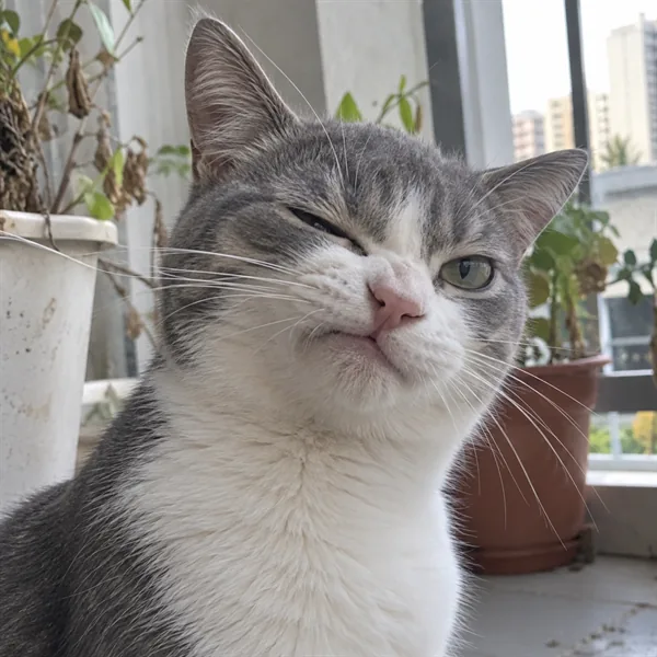 고양이 사진 027