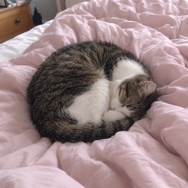 고양이 사진 611