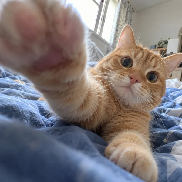 고양이 사진 075
