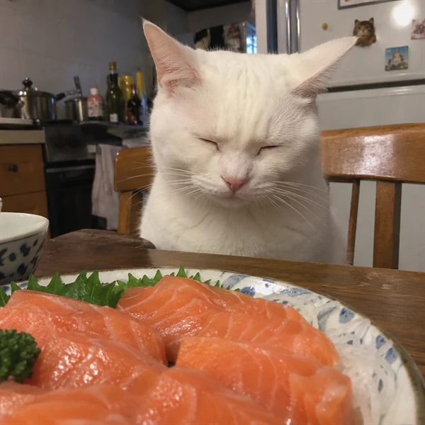 고양이 사진 710