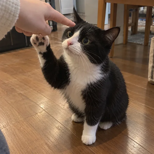 고양이 사진 138