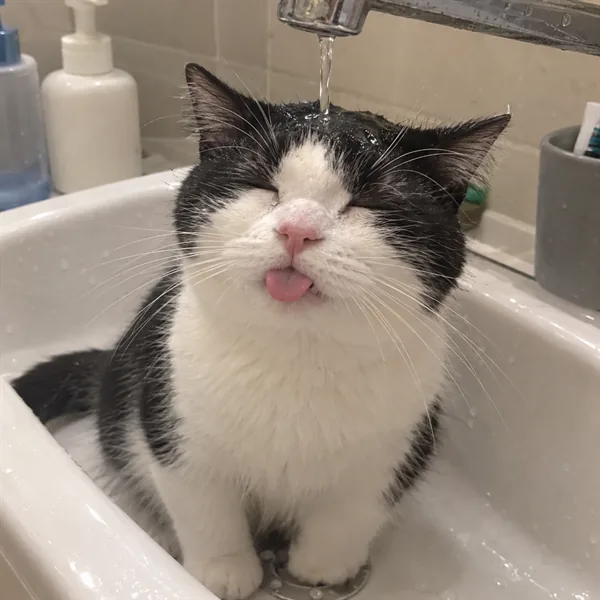 고양이 사진 103