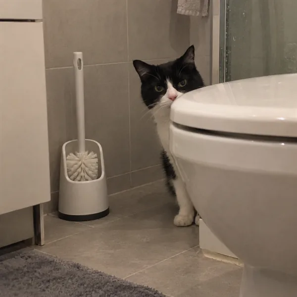 고양이 사진 172