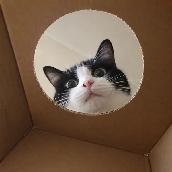 고양이 사진 133