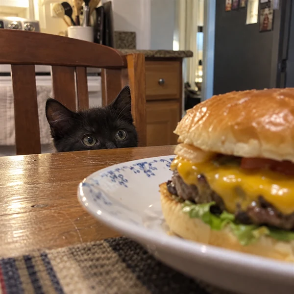 고양이 사진 555